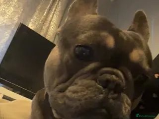 French Bulldog dogs Little boy proven stud - Advert 2