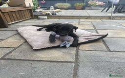 Mixed Breed dogs for adoption: LOLA -affectionate girl/ friendly/loving/happy - Image 6