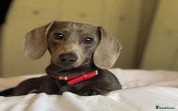 Miniature Dachshund dogs for stud: Blue Miniature Dachshund for stud - Image 5