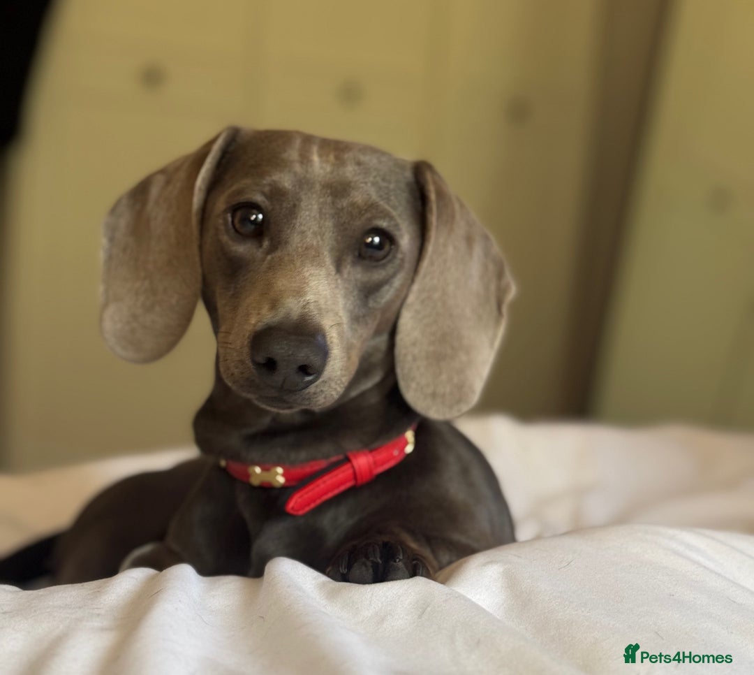 Miniature Dachshund dogs for stud: Blue Miniature Dachshund for stud - Image 5