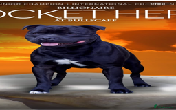 Staffordshire Bull Terrier dogs for sale: Beautiful Staffordshire bull terrier puppy’s  - Image 2