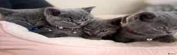 British Shorthair cats for sale: Beautiful British Shorthair Kittens! in London - Advert 1