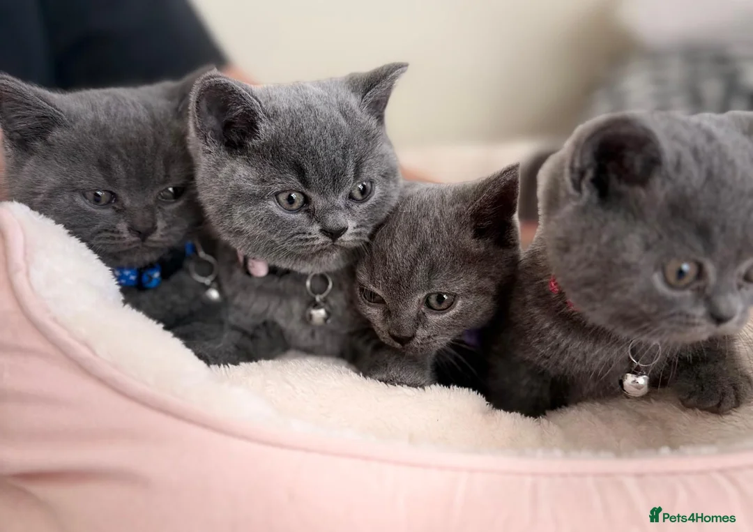 British Shorthair cats for sale: Beautiful British Shorthair Kittens! in London - Advert 1