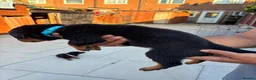 Rottweiler dogs for sale: Fazal  - Advert 13