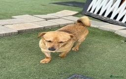 Mixed Breed dogs for adoption: Cute Jerry Needs Love  - Image 13