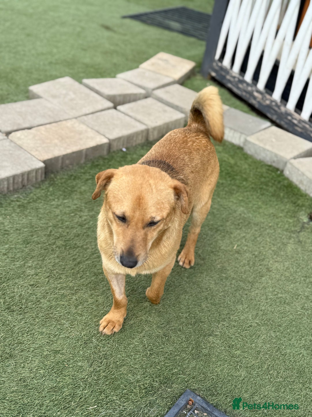 Mixed Breed dogs for adoption: Cute Jerry Needs Love  - Image 13