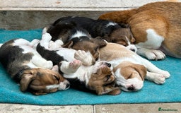Beagle dogs for sale: Only 1 boy KC Registered Top Quality Beagle Puppy - Image 12