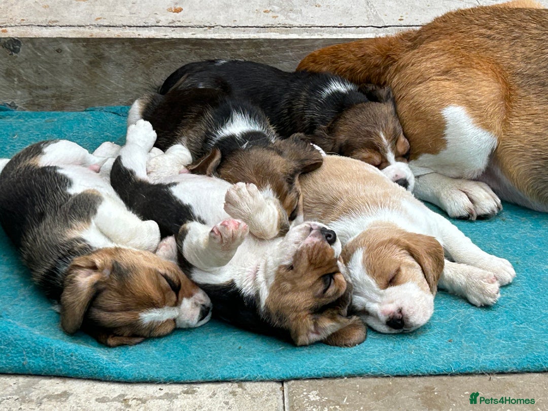 Beagle dogs for sale: Only 1 boy KC Registered Top Quality Beagle Puppy - Image 12
