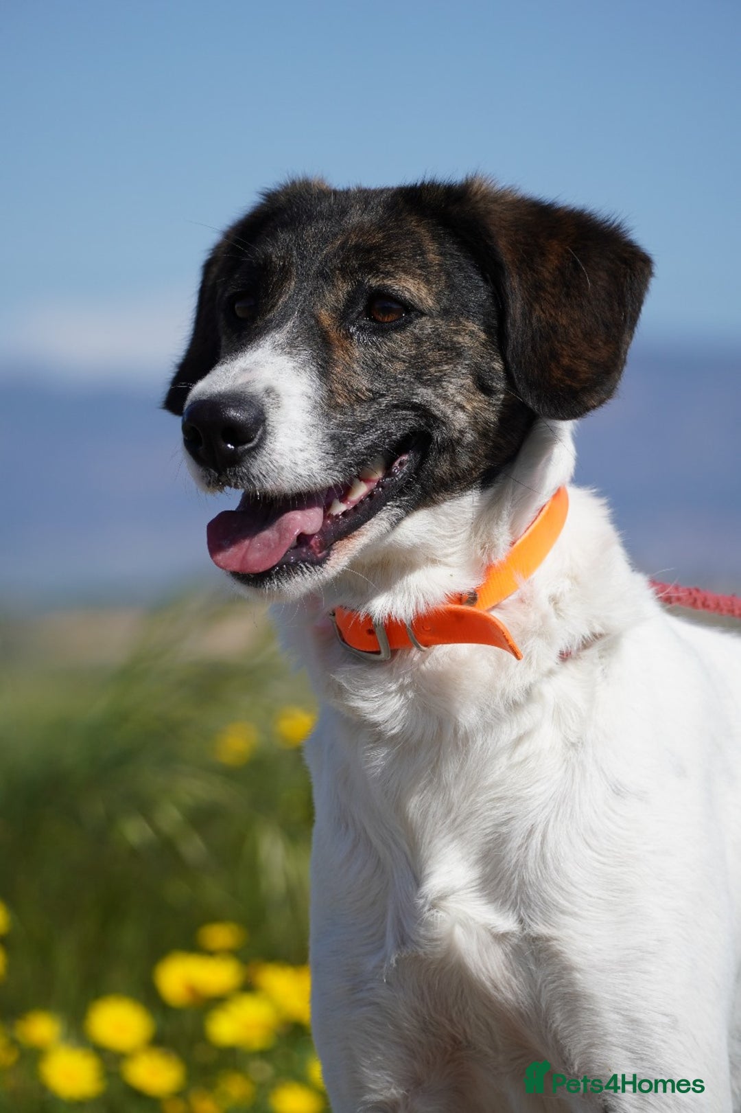 Mixed Breed dogs for adoption: Macy !  - Advert 12