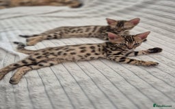 Bengal cats for sale:  🐾Four Beautiful Bengal Kittens🐾 - Image 14