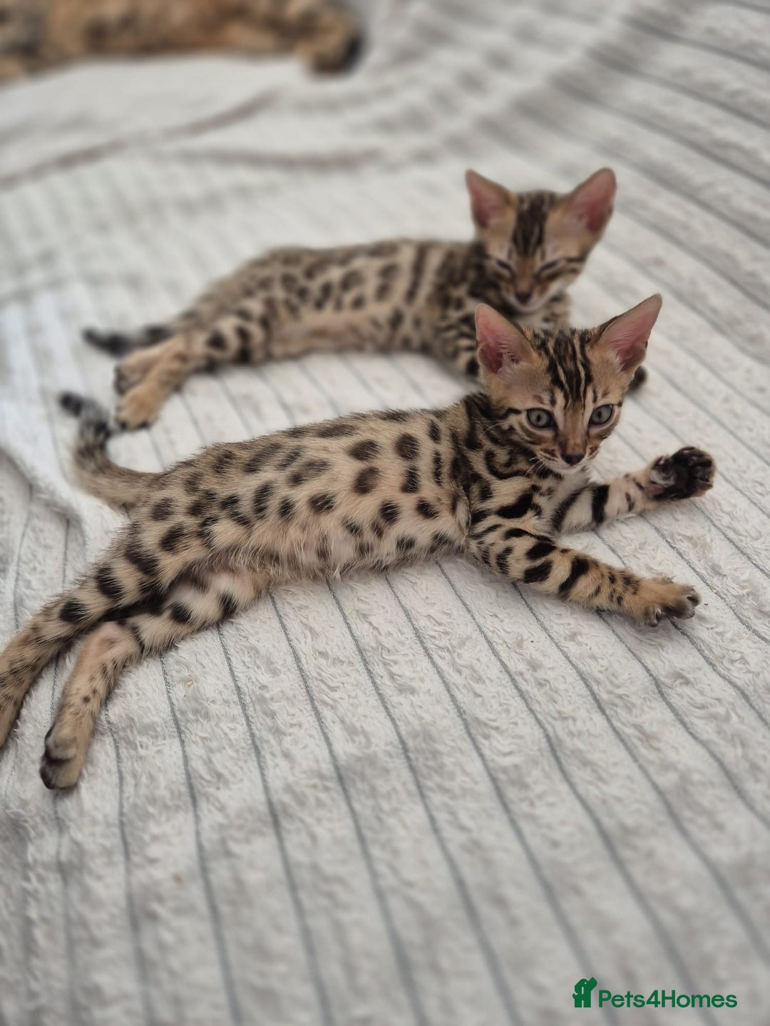 Bengal cats for sale:  🐾Four Beautiful Bengal Kittens🐾 - Image 14