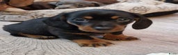 Dachshund dogs for stud: Miniature Daschund for Stud in York - Advert 9