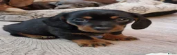 Dachshund dogs for stud: Miniature Daschund for Stud in York - Advert 9