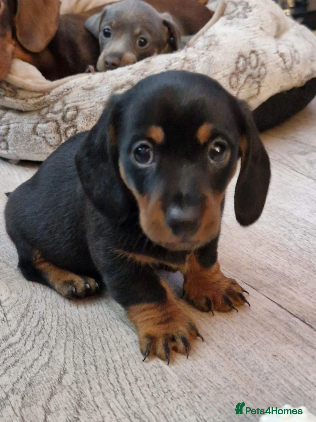 Dachshund dogs for stud: Miniature Daschund for Stud in York - Advert 9