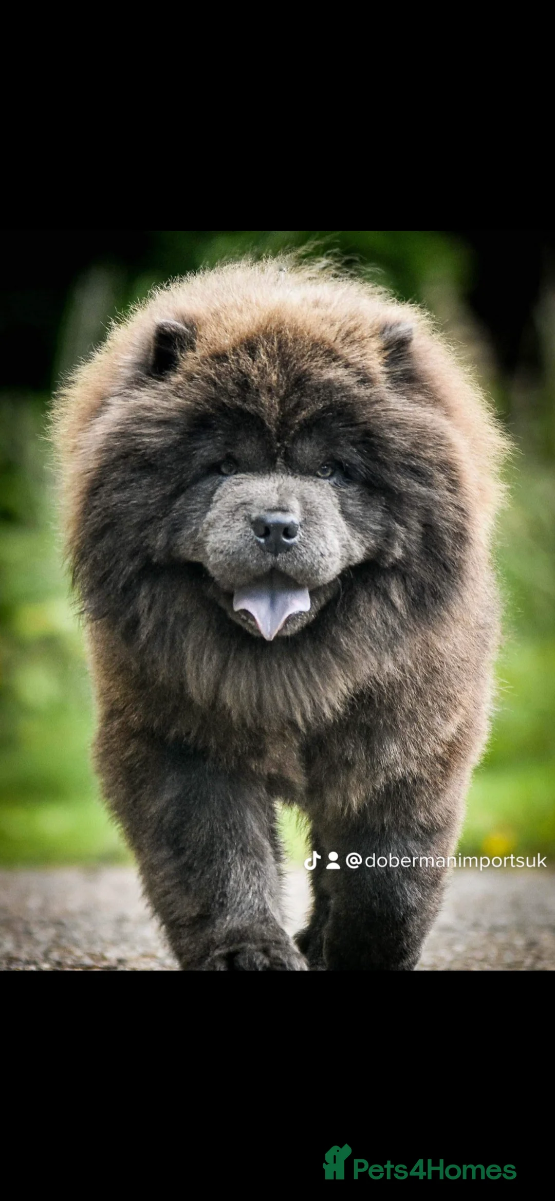 Chow Chow dogs for stud: Buddy the blue chow chow in Leeds - Advert 5