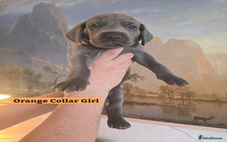 Weimaraner dogs for sale: *2 LEFT *BEAUTIFUL KC WEIM PUPS 2ND/FINAL LITTER  - Advert 18