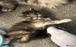 Maine Coon cats for sale: Beautiful RARE coloured Maine Coons - Image 8