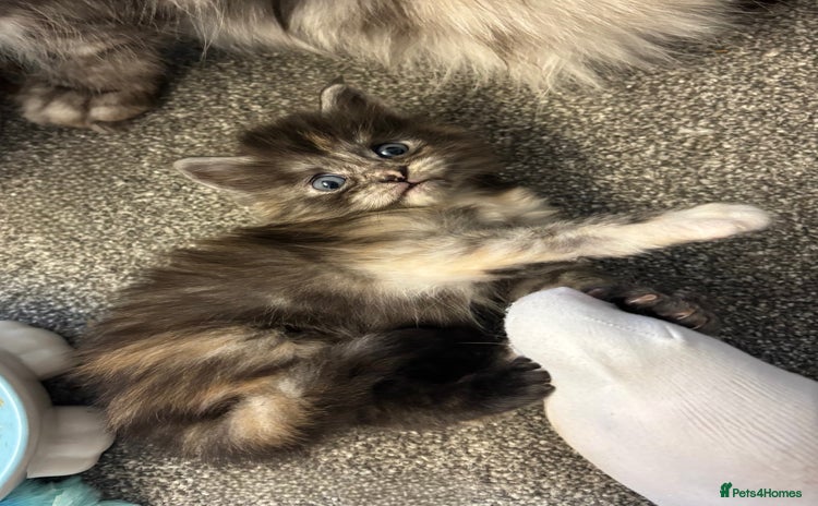 Maine Coon cats - Advert 15