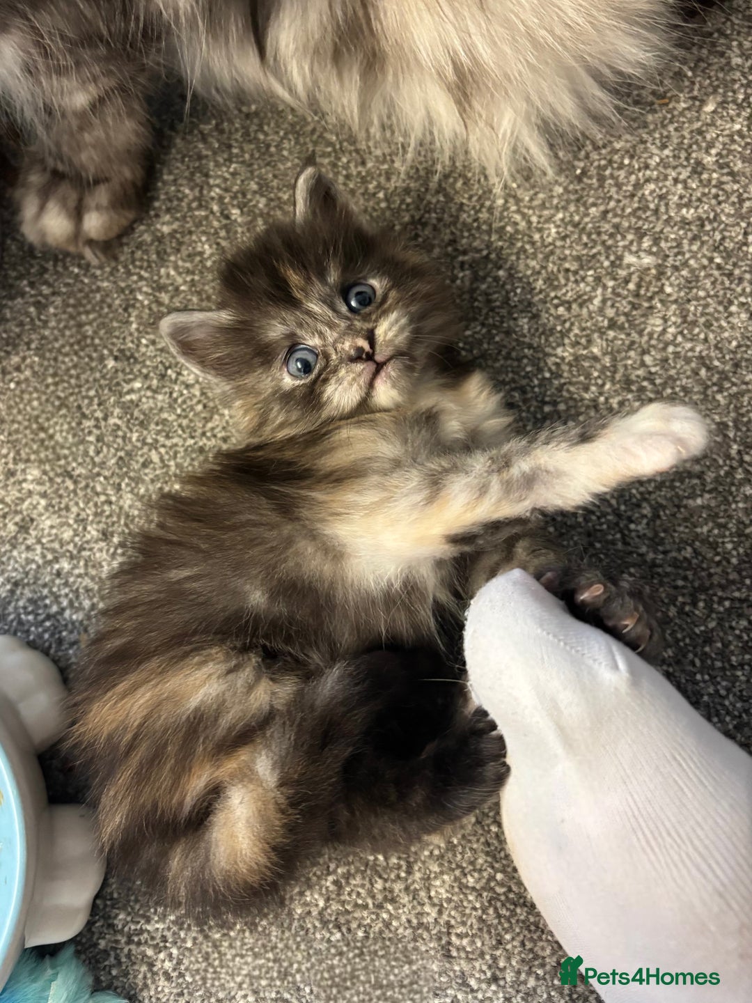 Maine Coon cats for sale: Beautiful RARE coloured Maine Coons - Image 8