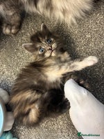 Maine Coon cats - Advert 2