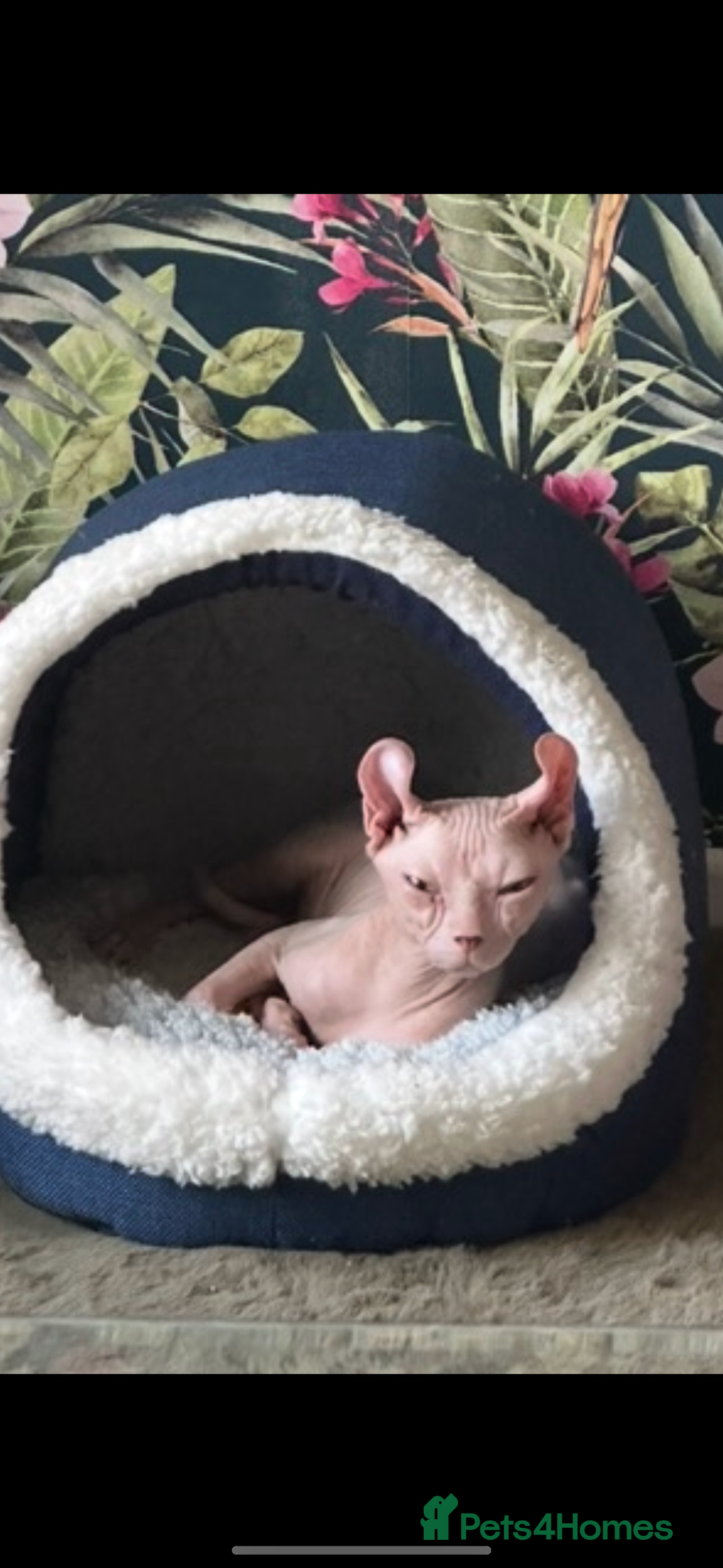 Sphynx cats for sale: Elf Sphynx Female Athena, TICA Registered - Advert 3