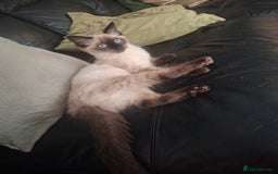 Ragdoll cats for sale: Ragdoll/maincoon - Image 3