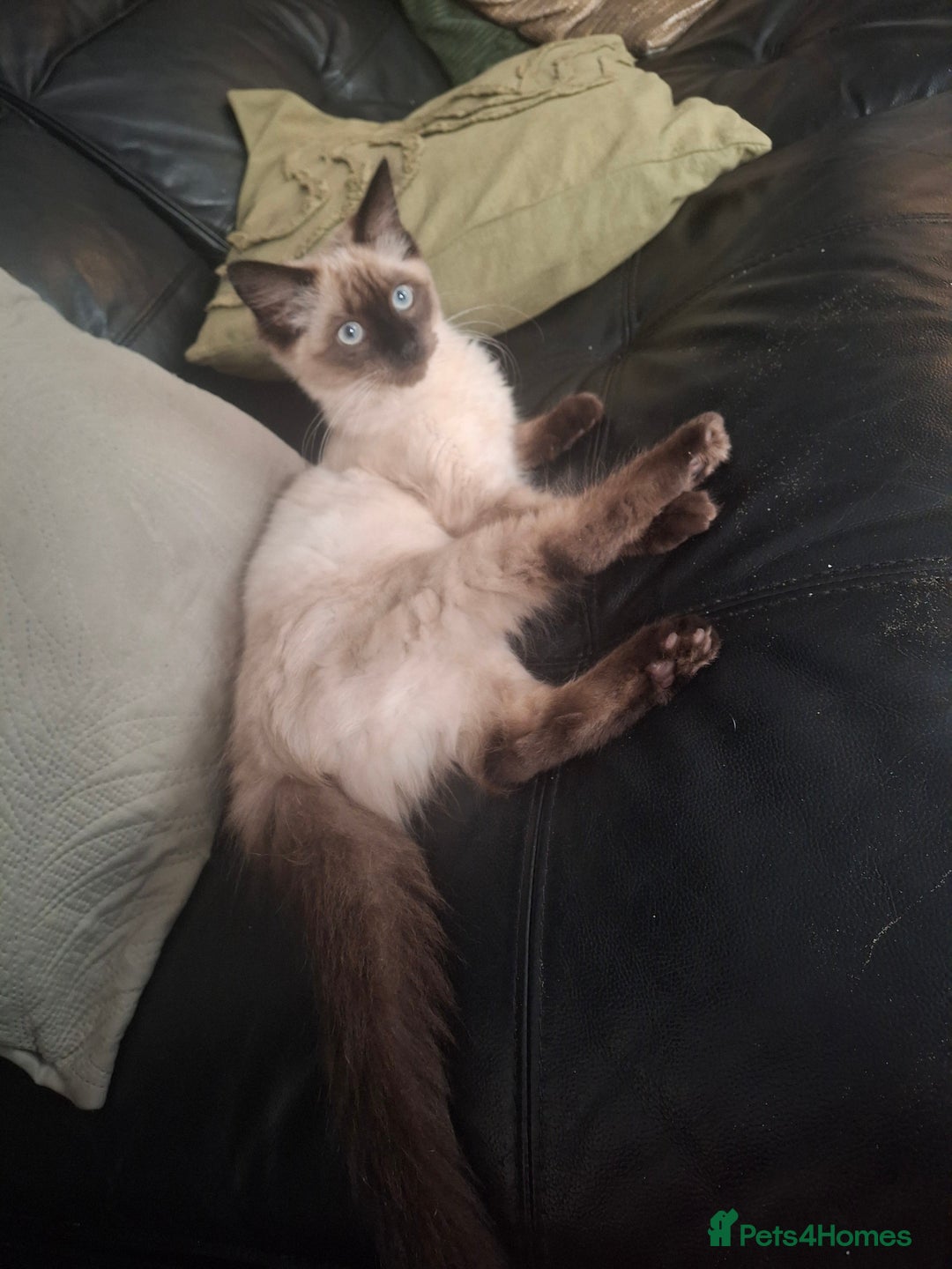Ragdoll cats for sale: Ragdoll/maincoon - Image 3