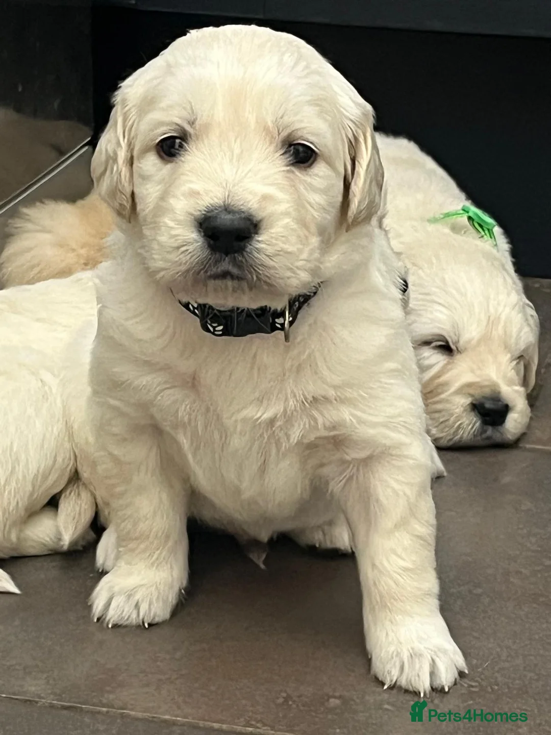 Golden Retriever dogs for sale: KC Golden Retriever Puppies Health Tested Parents - Advert 2