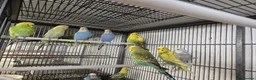 Mixed Breed birds for sale: Cage n aviary birds  - Advert 10