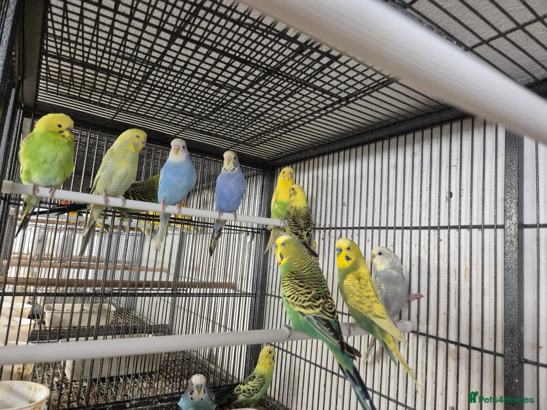Mixed Breed birds for sale: Cage n aviary birds  - Advert 10