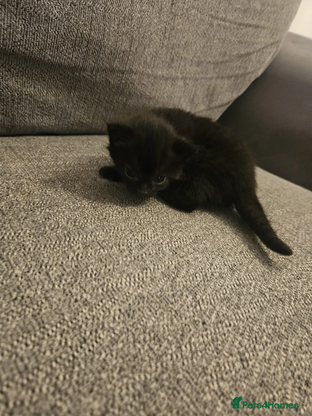 Mixed Breed cats for sale: Four Beautiful Kittens  - Advert 15