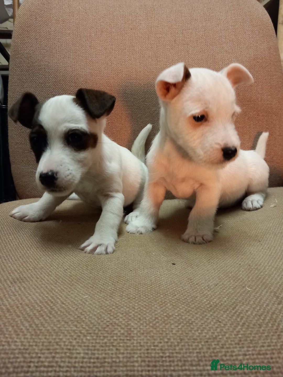 Parson Russell dogs for sale: Parson Russell Puppies  - Advert 6