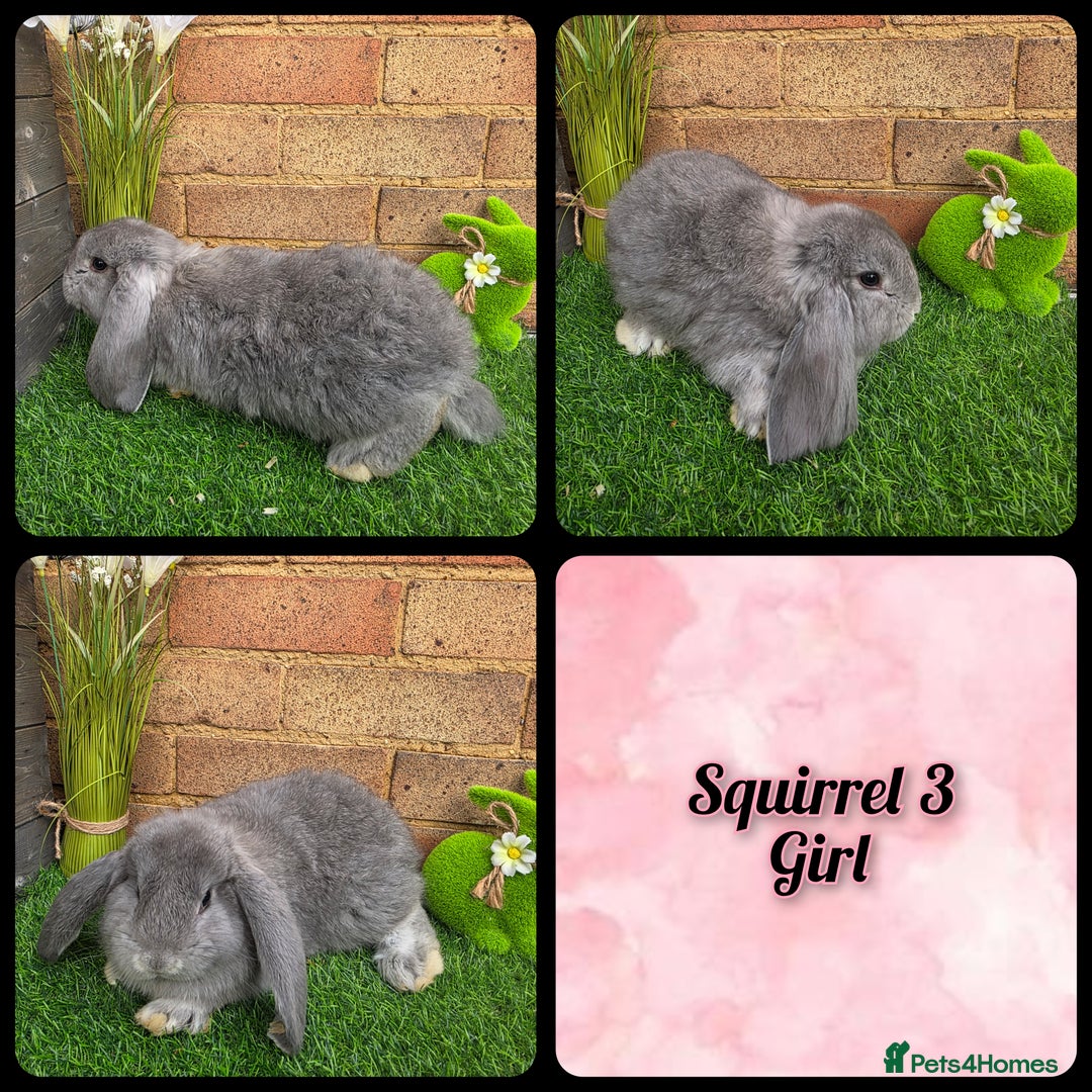 French Lop rabbits for sale: Pure bred French Lops - Advert 5
