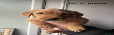Pup 3 - Hudson