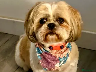 Shih Tzu dogs Shih-Tzu Puppies For Sale - Advert 1