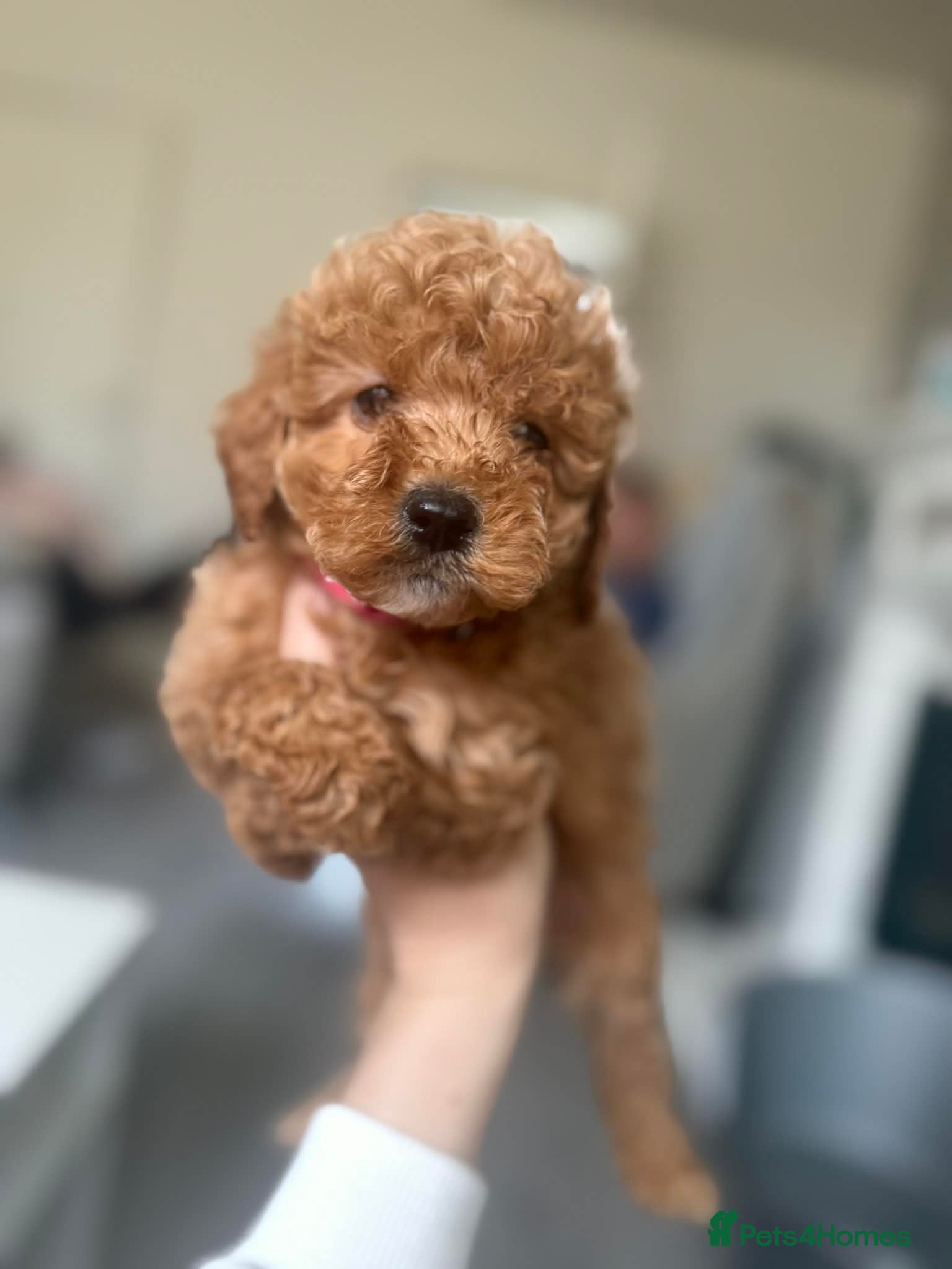 Cockapoo dogs ALMOST READY!! Exceptional Cockapoo puppies 😍  - Advert 18