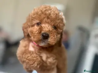 Cockapoo dogs ALMOST READY!! Exceptional Cockapoo puppies 😍 - Advert 18