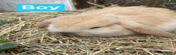 Mini Lop rabbits for sale: Mini Plush Lop Babies - Advert 18