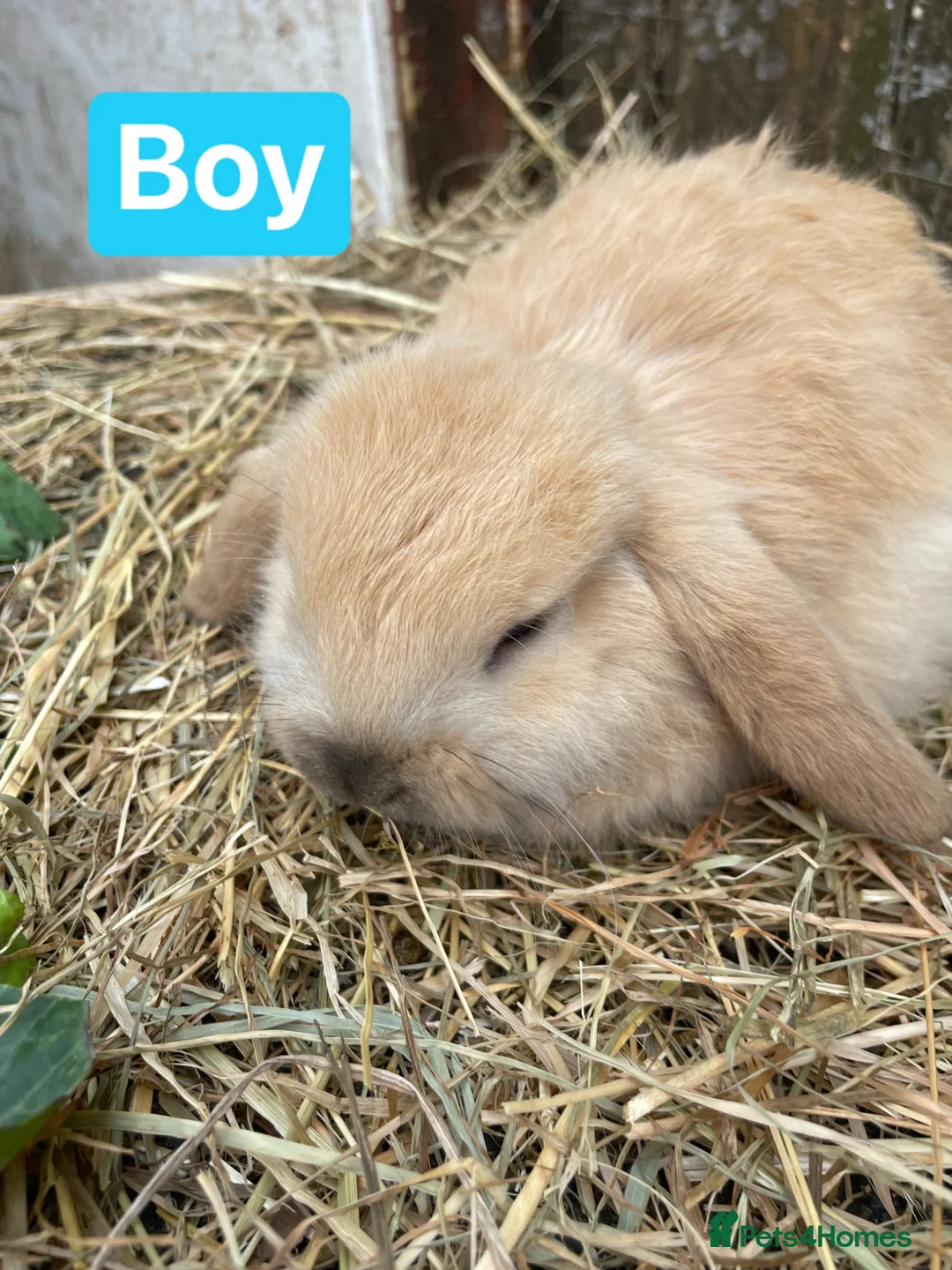 Mini Lop rabbits for sale: Mini Plush Lop Babies - Advert 18