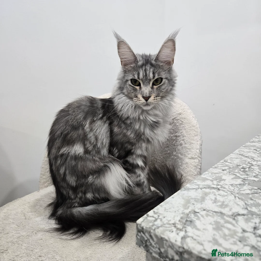 Maine Coon cats for sale: Maine coon x kittens - Advert 1