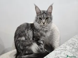 Maine Coon cats Maine coon x kittens - Advert 1