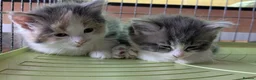 Mixed Breed cats for sale: Domestic short hair x Main coon - Advert 12