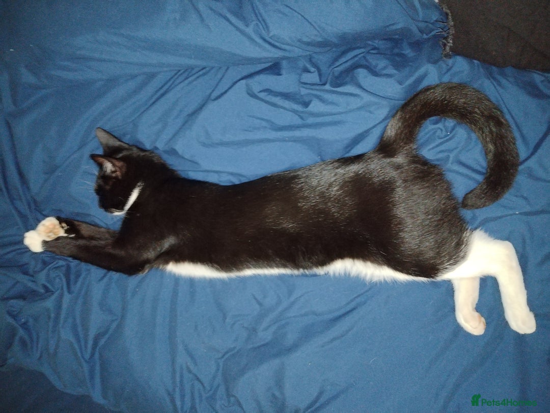 Mixed Breed cats for sale: 21 month old male cat for new home  - Image 3