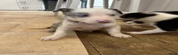 Border Collie dogs for sale: Blue merle collie pups - Advert 4