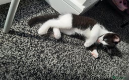 Domestic Shorthair cats for sale: Baby girl kitten  - Image 3