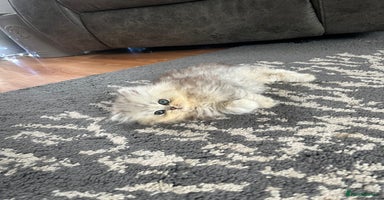 Persian cats - Advert 12