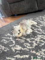 Persian cats - Advert 4