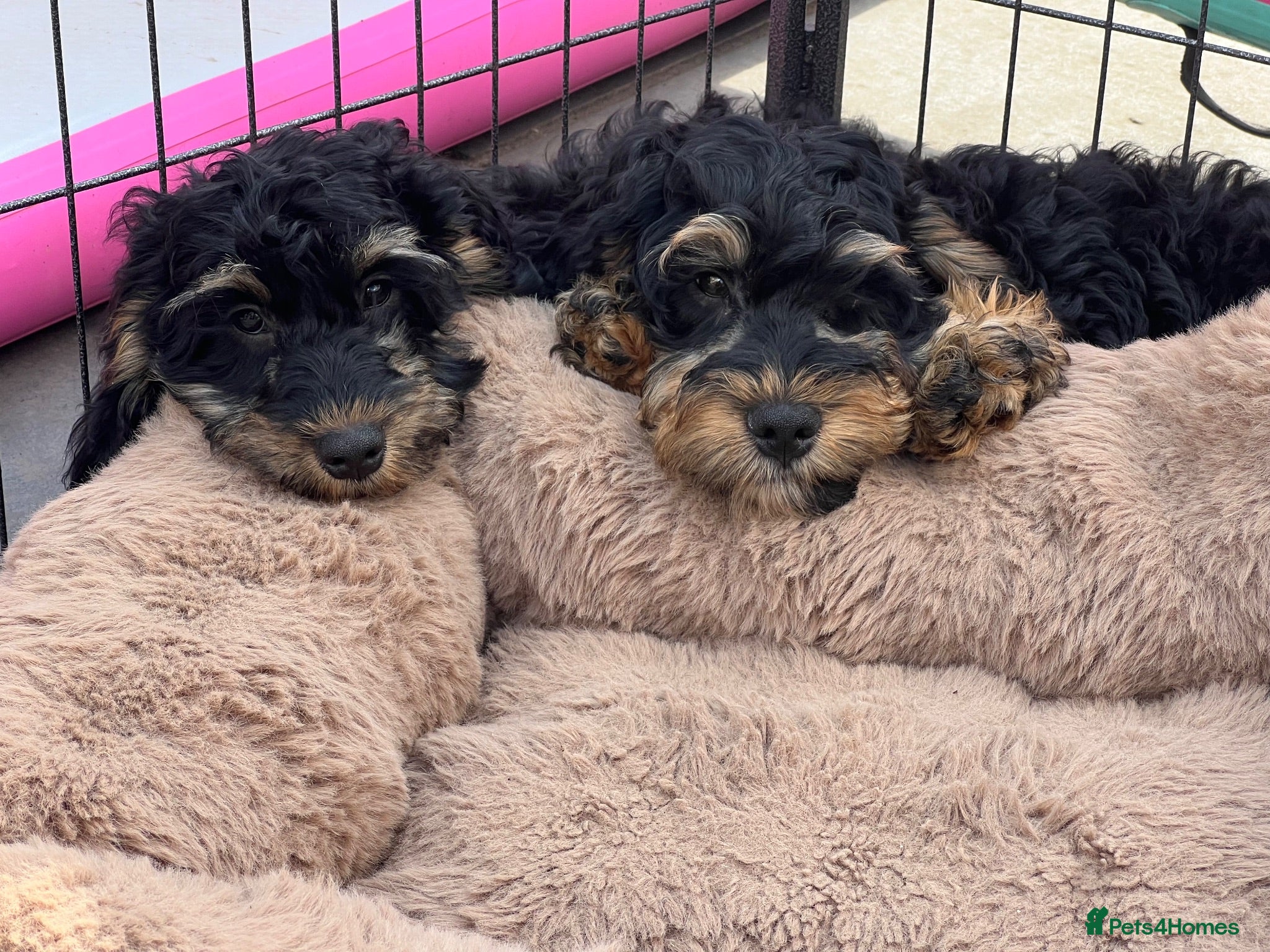 Cockapoo dogs F1 cockapoo puppies boys and girls  - Advert 1
