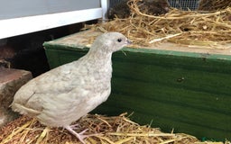 Quail poultry for sale: Jumbo & Celadon (blue egg) Coturnix Quail & eggs - Image 4