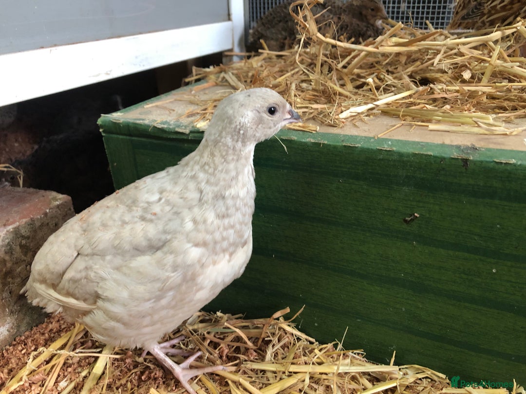 Quail poultry for sale: Jumbo & Celadon (blue egg) Coturnix Quail & eggs - Image 4